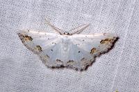 Scopula ornata