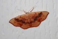 Cyclophora lennigiaria