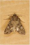 Mamestra brassicae