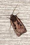Euxoa obelisca obelisca