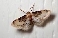 Idaea filicata