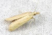 Coenochroa ablutella