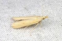 Coenochroa ablutella
