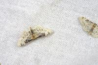 Idaea filicata
