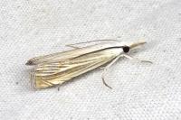 Mesocrambus pallidellus