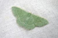 Phaiogramma etruscaria