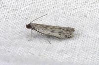 Phycitodes