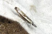 Platytes alpinella