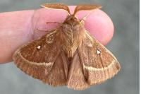 Lasiocampa trifolii trifolii