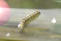 Cucullia verbasci