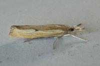 Agriphila inquinatella