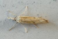 Agriphila inquinatella