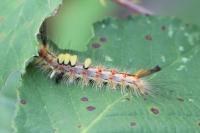 Orgyia antiqua