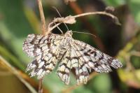 Chiasmia clathrata
