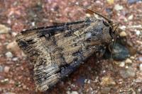 Agrotis ipsilon