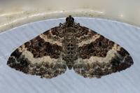 Epirrhoe alternata