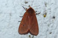 Phragmatobia fuliginosa