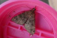 Hypena obsitalis