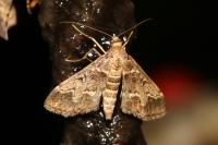 Duponchelia fovealis