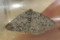 Pseudoterpna corsicaria