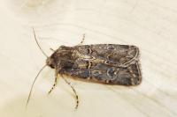 Agrotis bigramma