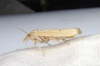 Coenochroa ablutella