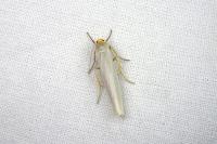 Eilema caniola