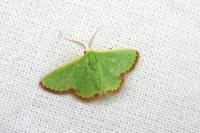 Eucrostes indigenata