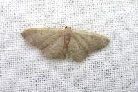 Idaea eugeniata