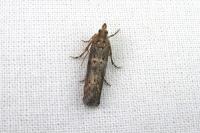 Isauria dilucidella