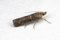 Isauria dilucidella