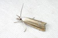 Mesocrambus pallidellus