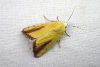 Pardoxia graellsii