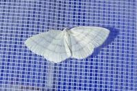 Cabera pusaria