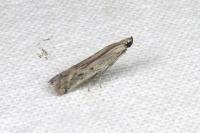 Phycitodes inquinatella