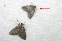 Tephronia lhommaria