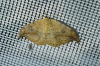 Drepana falcataria