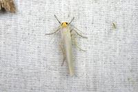 Eilema caniola