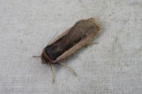 Ochropleura leucogaster