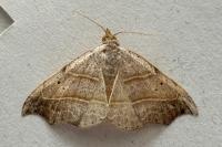 Laspeyria flexula