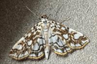 Elophila nymphaeata