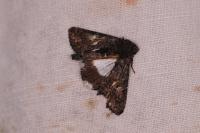 Aedia leucomelas