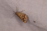 Chiasmia clathrata