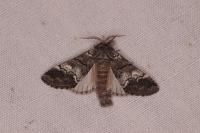 Drymonia querna