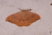 Watsonalla binaria