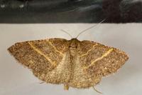 Perigune narbonea