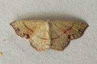 Cyclophora punctaria