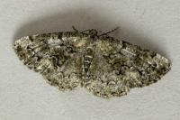 Cleorodes lichenaria