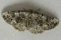 Cleorodes lichenaria