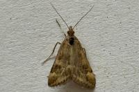 Pyrausta despicata